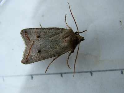 Red-line Quaker